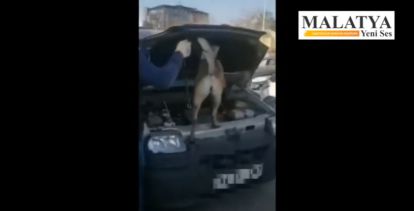 Narkotik dedektör köpeği aracın ön kaputuna çıkarak uyuşturucuyu buldu