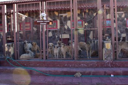 Bin 308 Sokak Hayvanının Bakım ve Tedavileri Yapıldı