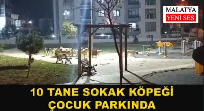 10 tane sokak köpeği çocuk parkında