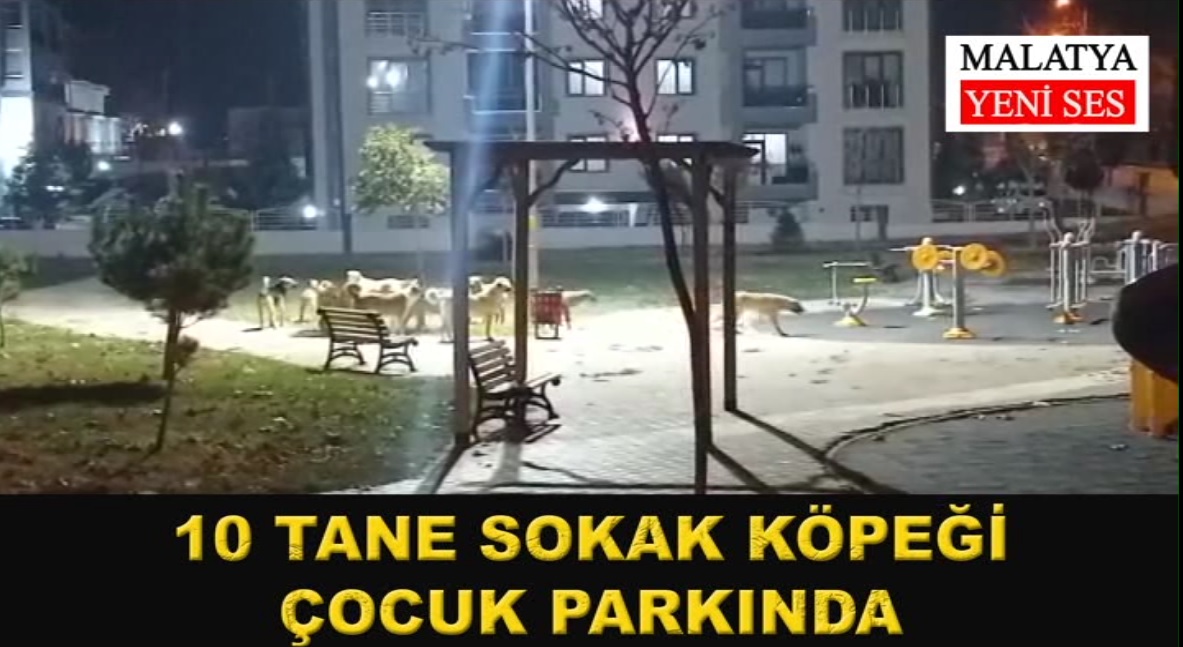 Malatya'da 10 tane sokak köpeği toplu halde çocuk oyun parkında görüntülendi..