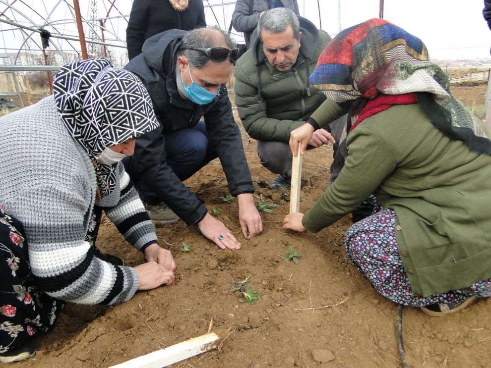 Malatya'da Salep fideleri toprakla buluştu