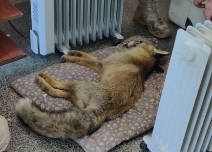 Soğukta can çekişen tilki son anda kurtarıldı