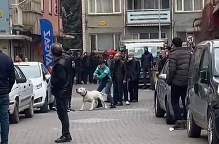 Malatya’da iki grup arasında çıkan kavgada bir kişi karşı tarafın üzerine pitbull cinsi köpeğini saldırtarak, yaralanmasına neden oldu. Köpeğin sahibi ile oğlu ise karşı tarafından saldırısında darp neticesinde yaralandı.