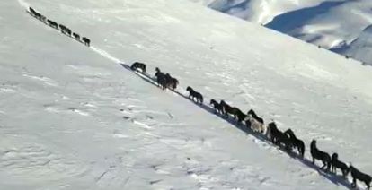 Yılkı atlarına yem ulaştırılırdı