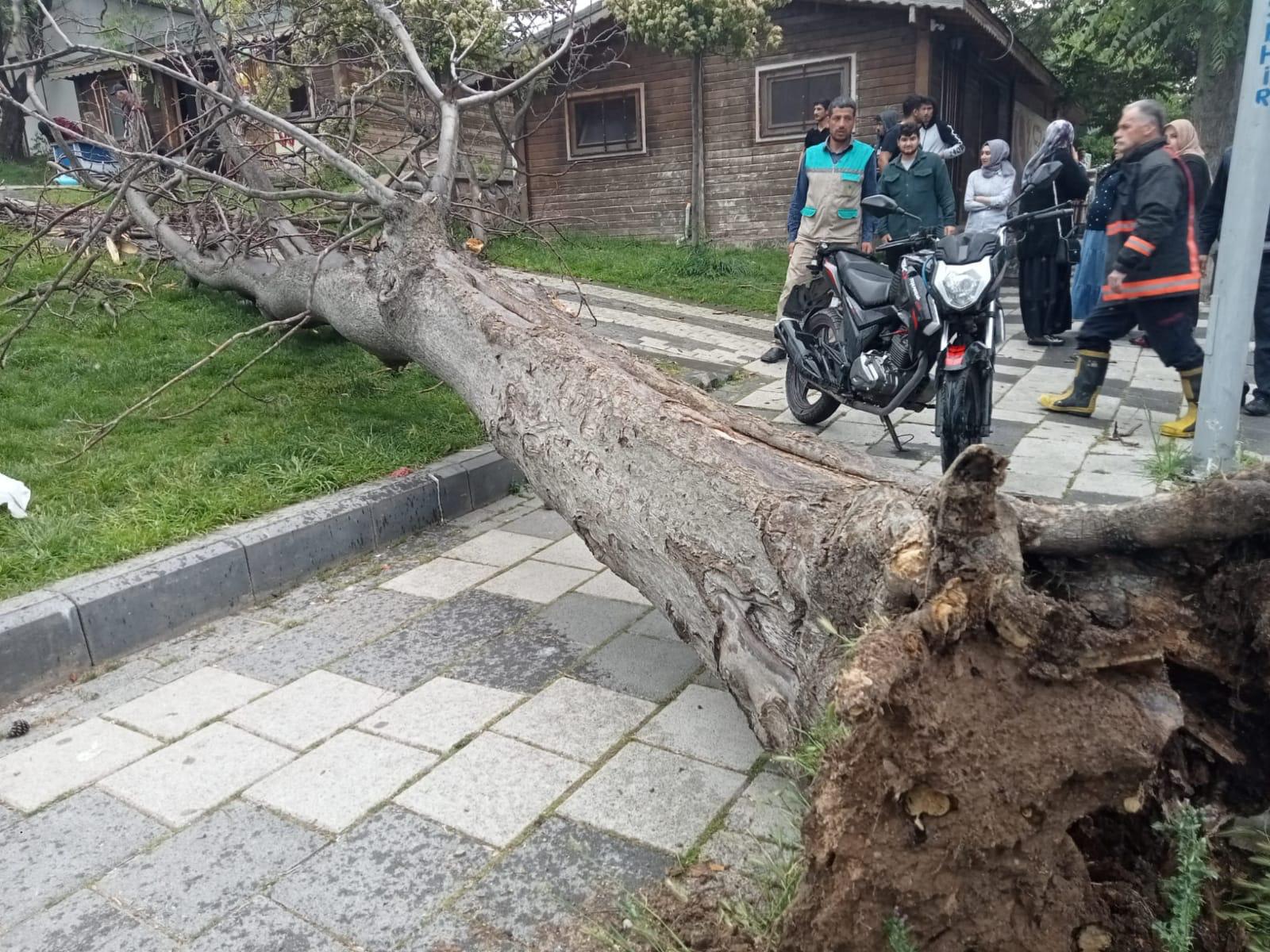 Malatya'da Orduzu Pınarbaşı Tabiat Parkında bir ağacın şiddetli rüzgar nedeniyle kökünden sökülerek,  o sırada yoldan  geçmekte olan ve üzerinde 2 kişi  bulunan motosikletin üzerine devrildi. 