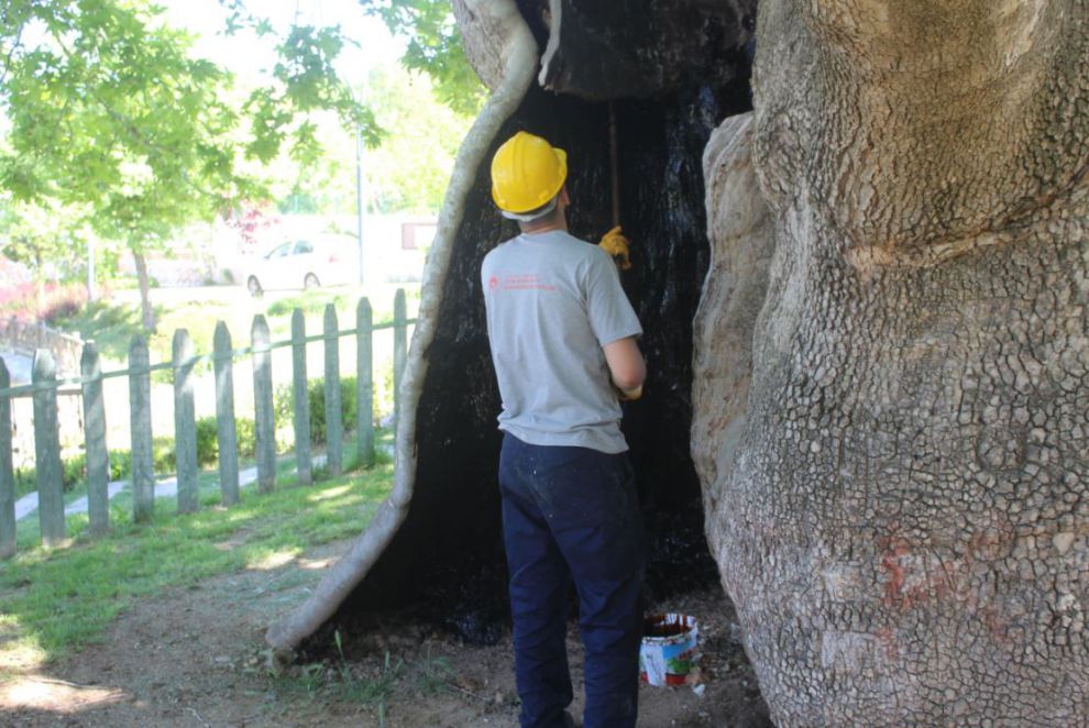 Malatya’da anıt ağaçların bakımı yapılıyor