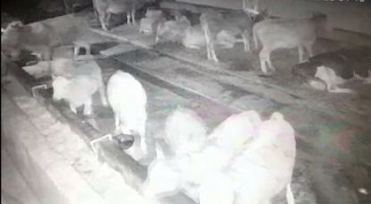 İneklerin depremi hissetme anı kamerada