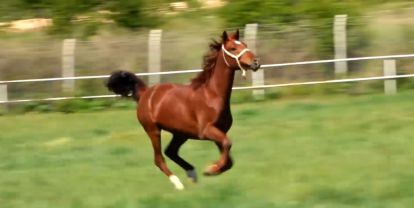 1 taya 800 bin TL verildi