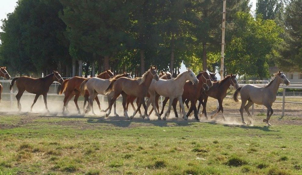 Malatya'nın Arap Tayları Bursa'da satılacak