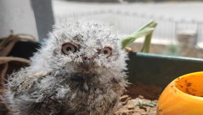 Minik Baykuş'a özel bakım