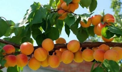 Malatya Valiliği:  “Kayısı işçilerine günlük en az 215 TL verilmeli”