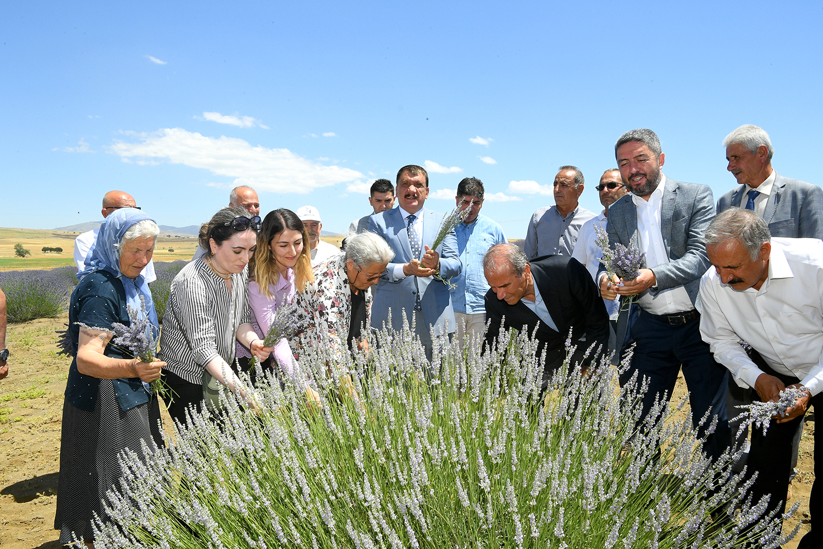 Malatya Büyükşehir Belediye Başkanı Selahattin Gürkan, Tarım ve Orman İl Müdürlüğü kontrolünde Tıbbi ve Aromatik Bitki Yetiştiriciliğinin Geliştirilmesi amacı ile 2018 yılında Arguvan ilçesi İçmece mahallesinde 3 dekarlık alanda Isparta ilinden getirilen 6.000 adet Lavandula Angustifolia çeşidi ile ekimine başlanan Lavanta bitkisinin 2022 yılı hasadına katıldı.