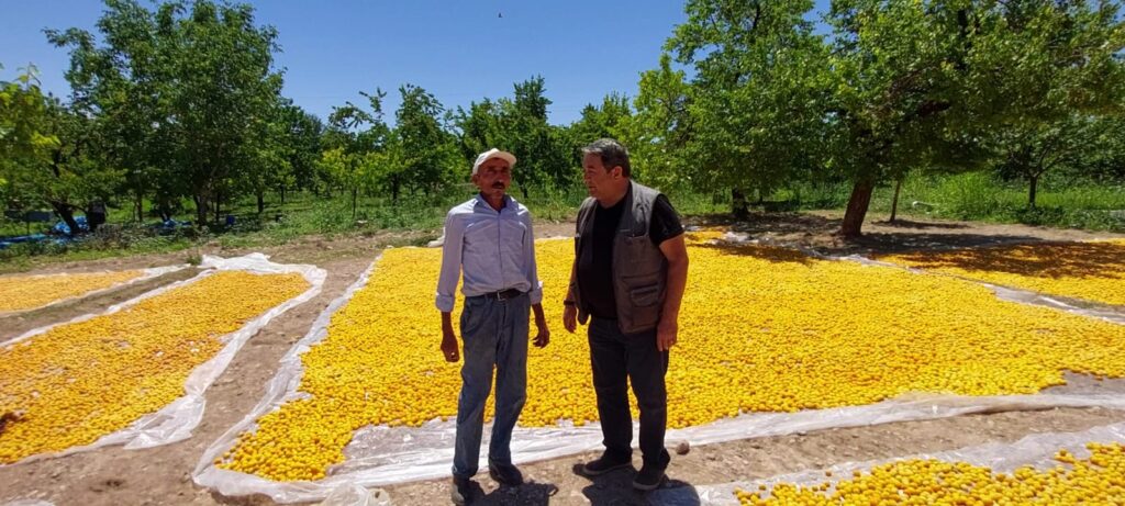 Milliyetçi Hareket Partisi(MHP) Malatya Milletvekili ve MYK Üyesi Mehmet Fendoğlu Yeşilyurt Samanköy ziyaretinde Kayısı hasadı yapan bir çiftçiyi ve ailesini bahçelerinde ziyaret ederek Kayısı sergeni seren bahçe sahipleri ile sohbet etti.