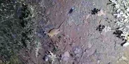 Arap Tavşanı Kuluncak'ta görüntülendi