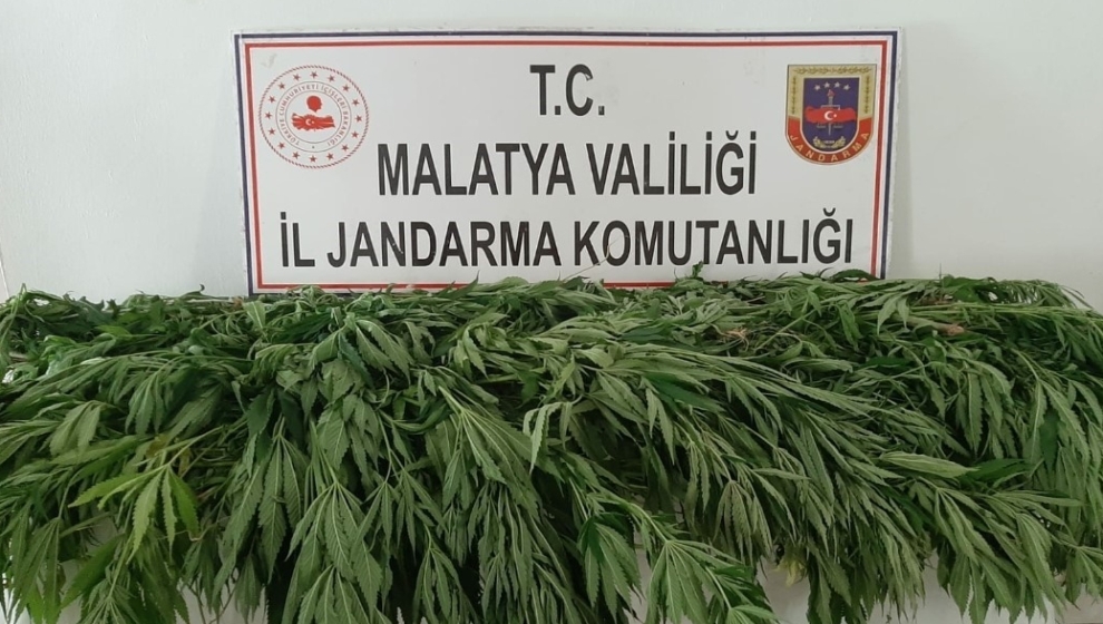 Malatya’da jandarma ekiplerince yürütülen operasyonda kaçak kenevir eken 2 şüpheli tutuklanarak cezaevine gönderildi.