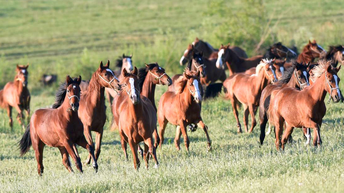 Şampiyon adayı Safkan Arap Elit Tayları satışa sunuldu