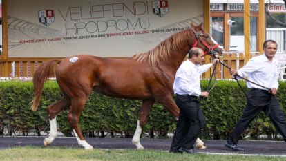 Arap yarış tayına 2 milyon TL verildi 