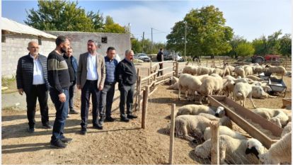 50 koyunu telef eden Kurtlar ‘Resmi hizmete mahsus” çıktı…