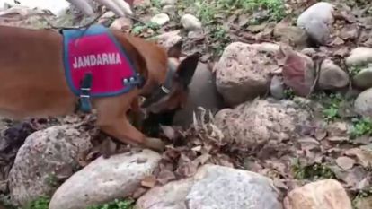 Jandarmanın dedektör köpekleri affetmedi, hepsini tek tek buldular 