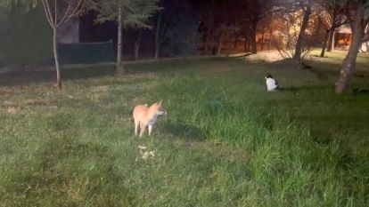 Tilki ile profesörün dostluğu… insanın içini ısıtan video