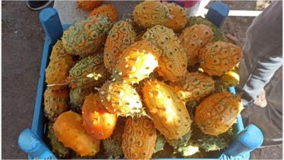 Arapgir'de Boynuzlu kavun yetiştirildi