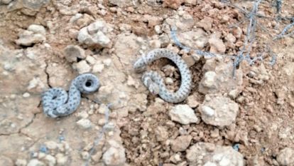 Yılanların da uykusu kaçtı