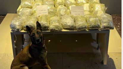 Dedektör Köpeği, Bavul Bavul, Kutu Kutu Uyuşturucu Buldu