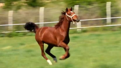 Akçadağ'da yetiştirilen taylar Bursa'da satışa sunulacak 