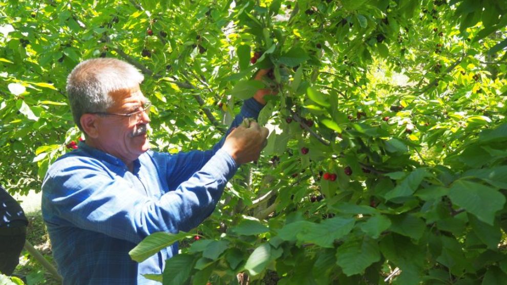 Malatya'da kiraz dalında kalıyor,  üretici işçi bulamıyor...