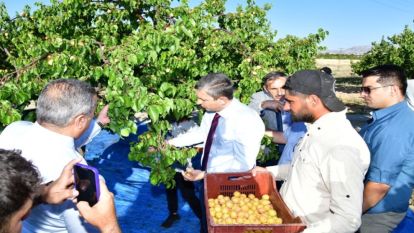 Kayısıda 700 milyon dolar ihracat hedefleniyor 