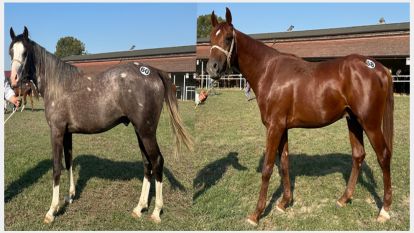 Malatya'nın Tayları 9 Milyon 995 Bin TL'ye Satıldı 