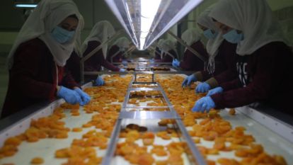 Kuru kayısı ihracatından 435 milyon dolar gelir sağlandı