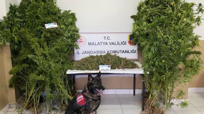 Jandarmadan esrar operasyonu, 2 tutuklama 