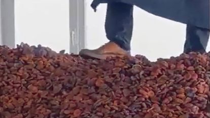 Kayısı rezaletinin cezası 10 bin TL