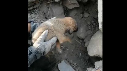 Enkazın altında kalan yavru köpek için 2 saat çalıştılar 