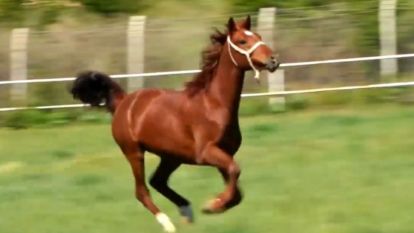 Sultansuyu'nun tayları internetten satışa sunuldu 