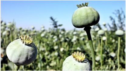 "Hükümet Amerikan vatandaşını düşünürken, Malatyalı esrarkeş oldu"