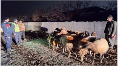 Kayıp koyunlarıda jandarma buldu 