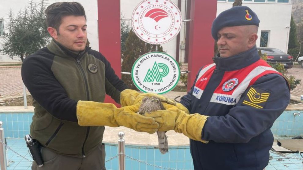 Vatandaş yaralı Atmaca ihbarı yaptı, jandarma ekip gönderdi