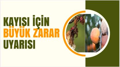 Kayısı için büyük zarar uyarısı 