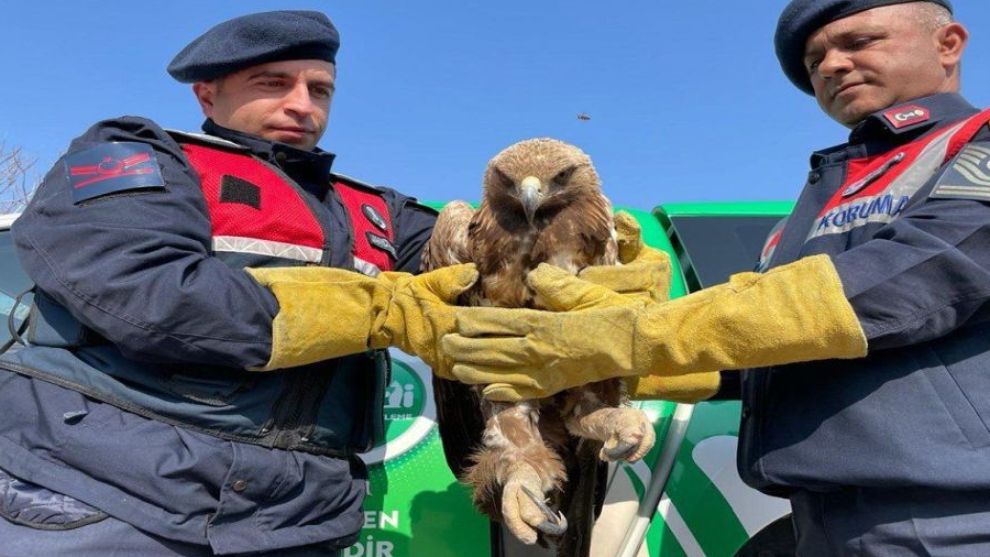 Yaralı bulunan dev kartal tedaviye alındı