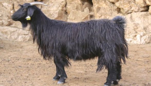 Malatya'da Bir Garip Kurbanlık Keçi Olayı 