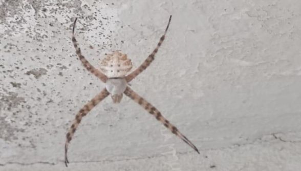 Malatya'da En Zehirli Örümcek Kaydedildi 