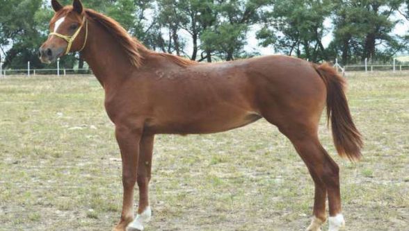 Sultansuyu'nun 15 Tayı İstanbul'da Satılacak 