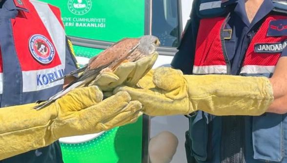 Yaralı Atmaca Koruma Altında