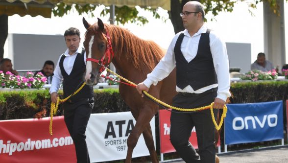 Yarış Tayı 7 Milyon 900 Bin TL'ye Satıldı 