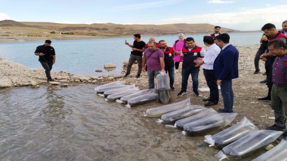 Malatya'da Baraj Göllerine 1 milyon Sazan Bırakıldı