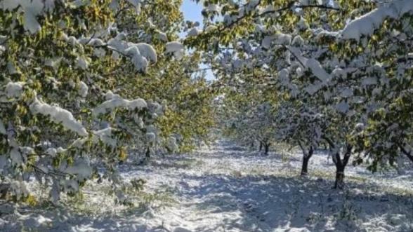 "Bu zarar devlet eliyle karşılanmazsa, üretici perişan olacak"