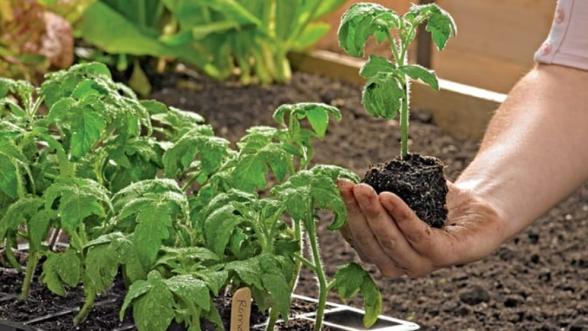 Don yaktı, belediye fidelerle sarıyor!