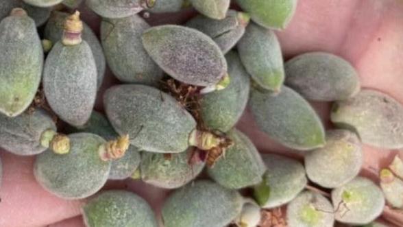 Gök: “Kayısı Malatya'nın alın yazısıdır!”